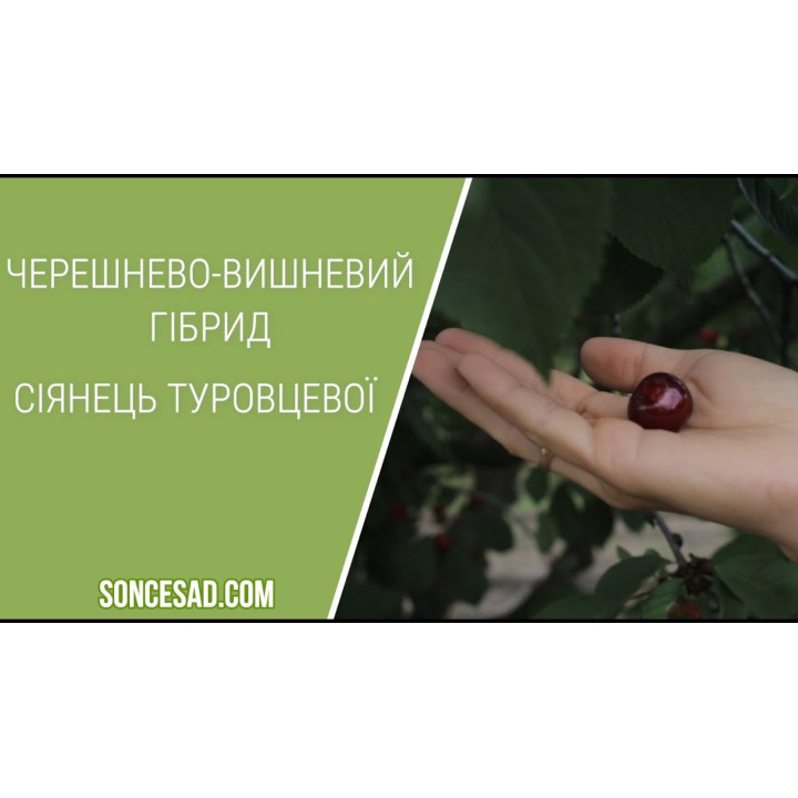 Сіянець Туровцевої