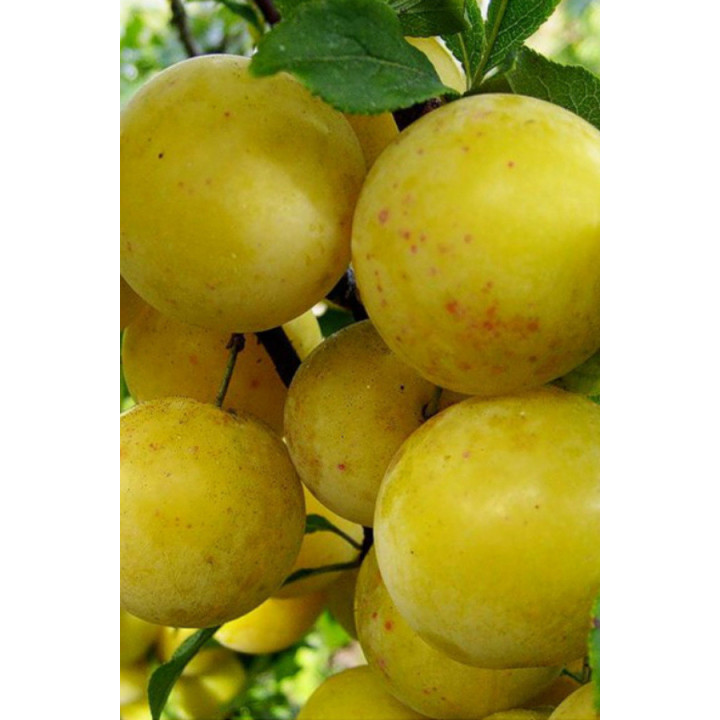 Ренклод ранний / Ренклод ранній