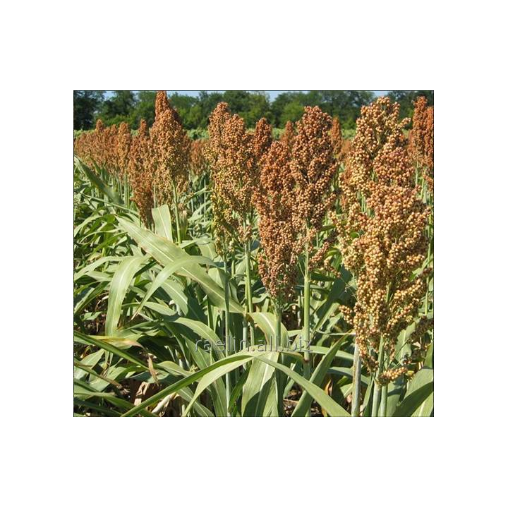 Iggor / Іггор