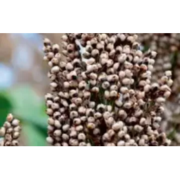 KALATUR / КАЛАТУР