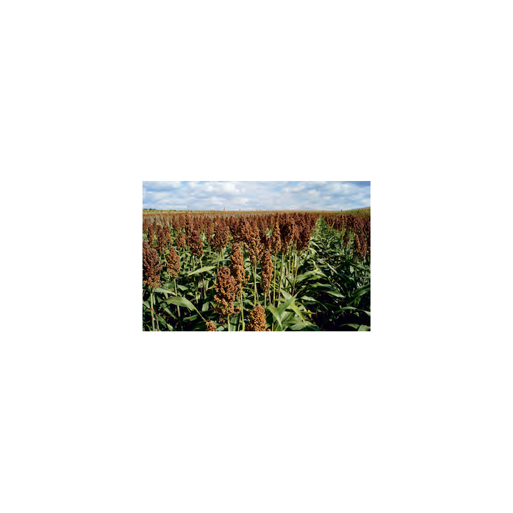 Oggana / Оггана