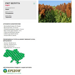 RGT BELUGGA / РЖТ БЕЛУГГА