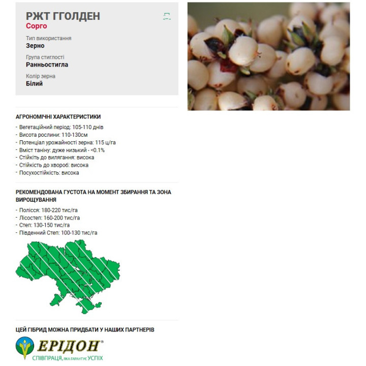 RGT GGOLDEN / РЖТ ГГОЛДЕН