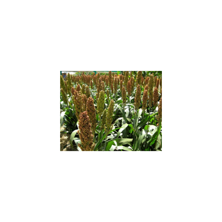 Sugargraze / Шугаргрейз