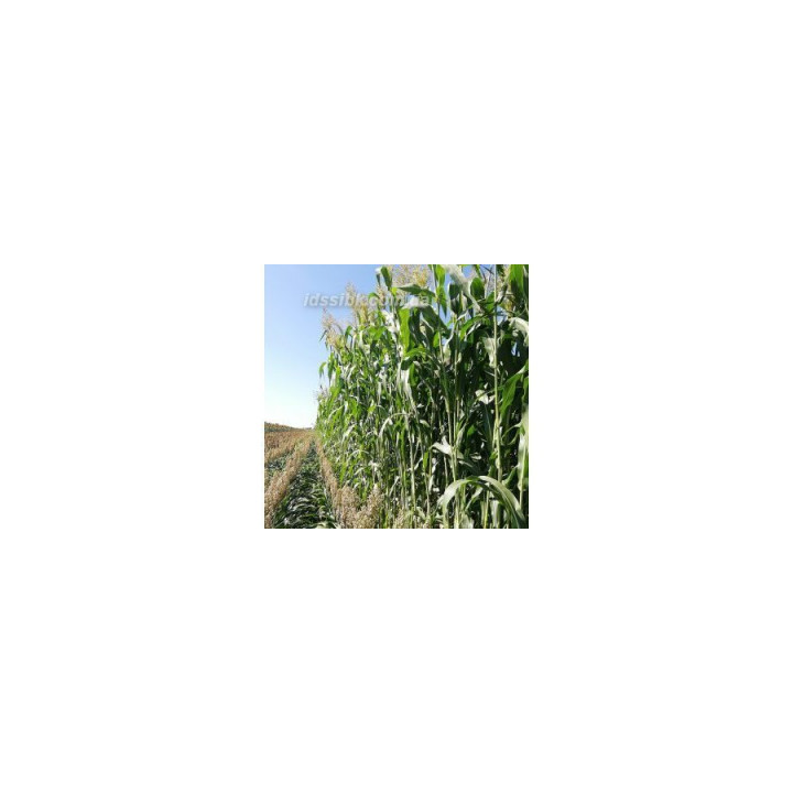 Довіста