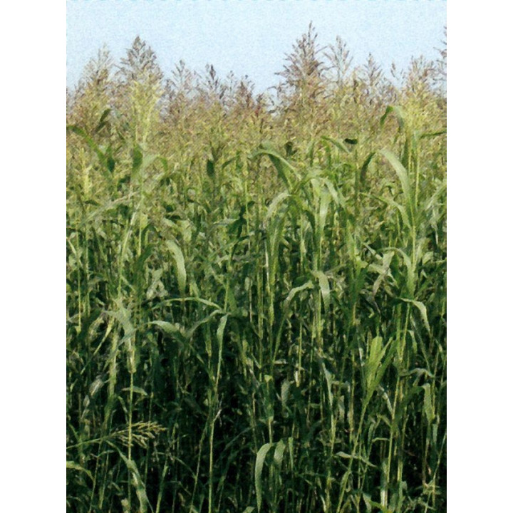 ДССГ 90