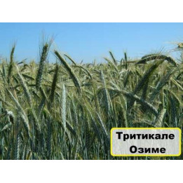 Гарне