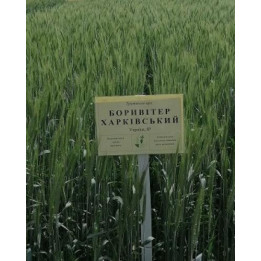 Боривітер харківський