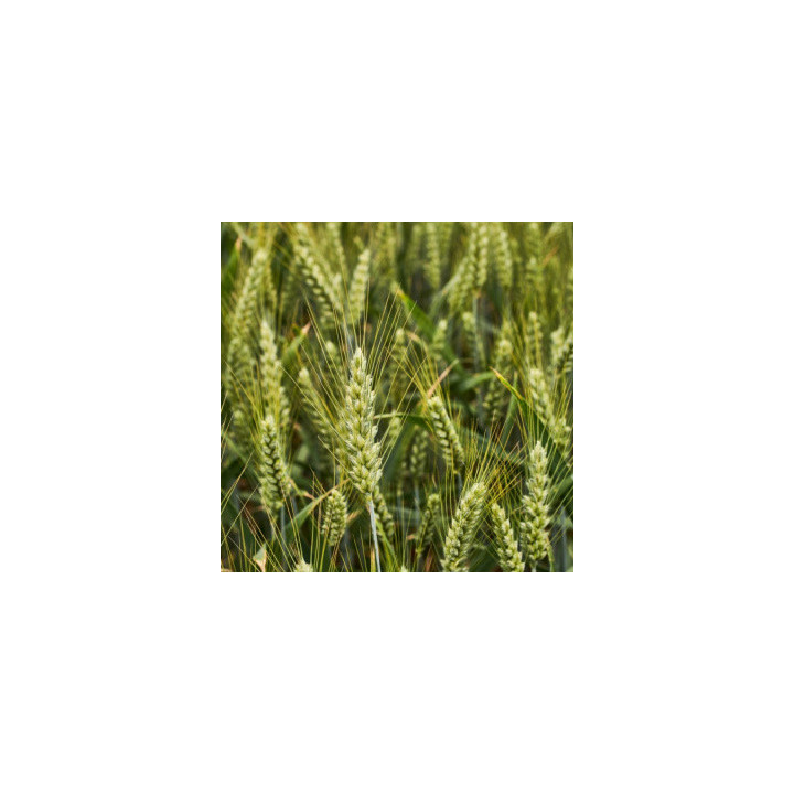 KWS Vinetto / КВС Вінетто