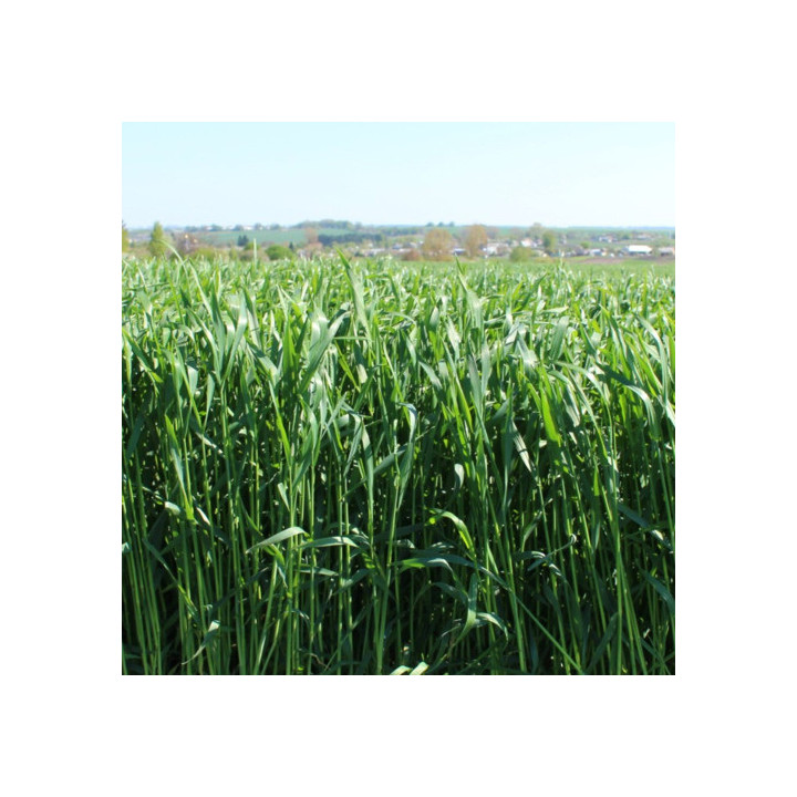 KWS Progas / КВС Прогас