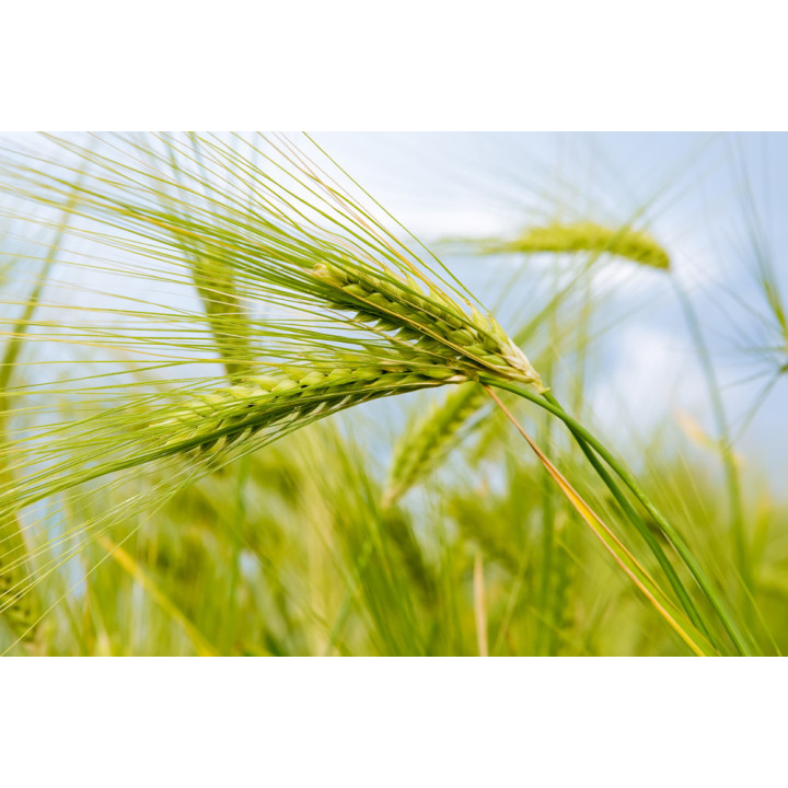 Agronom / Агроном