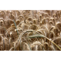 Верхняцьке 94