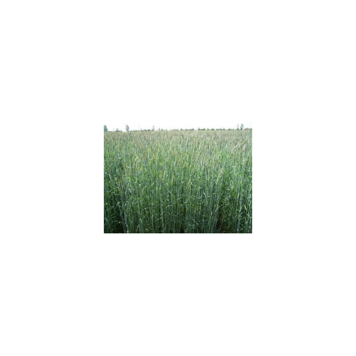 Dankowskie diament / Данковський діамант