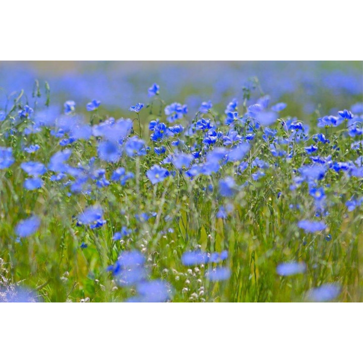 Водограй