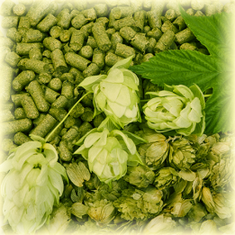 Northern Brewer Bel / Норден Бревер Бел