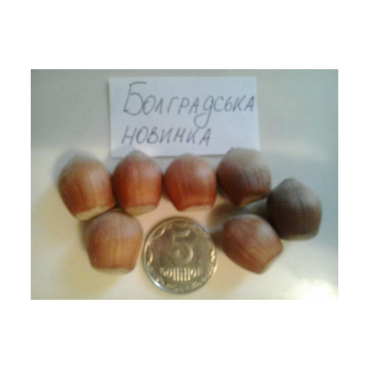 Болградская новинка / Болградська новинка