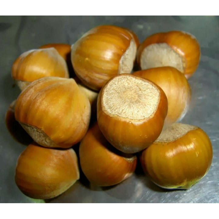 Каталонський