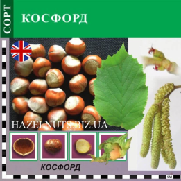 Cosford / Косфорд