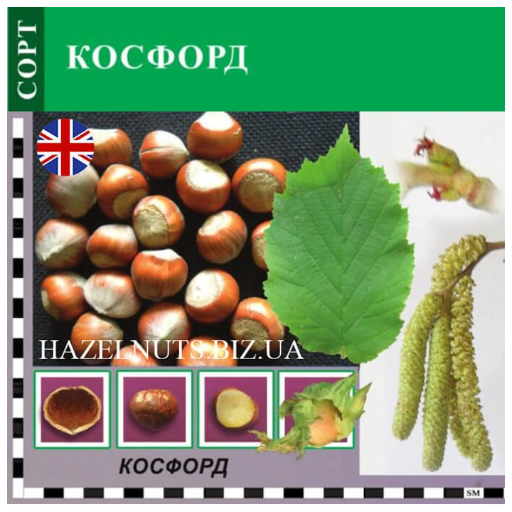 Cosford / Косфорд