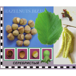 Серебристый / Серебристий