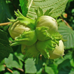 TONDA FRANCESCANA / ТОНДА ФРАНЦЕСКАНА