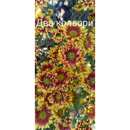 Два Кольори