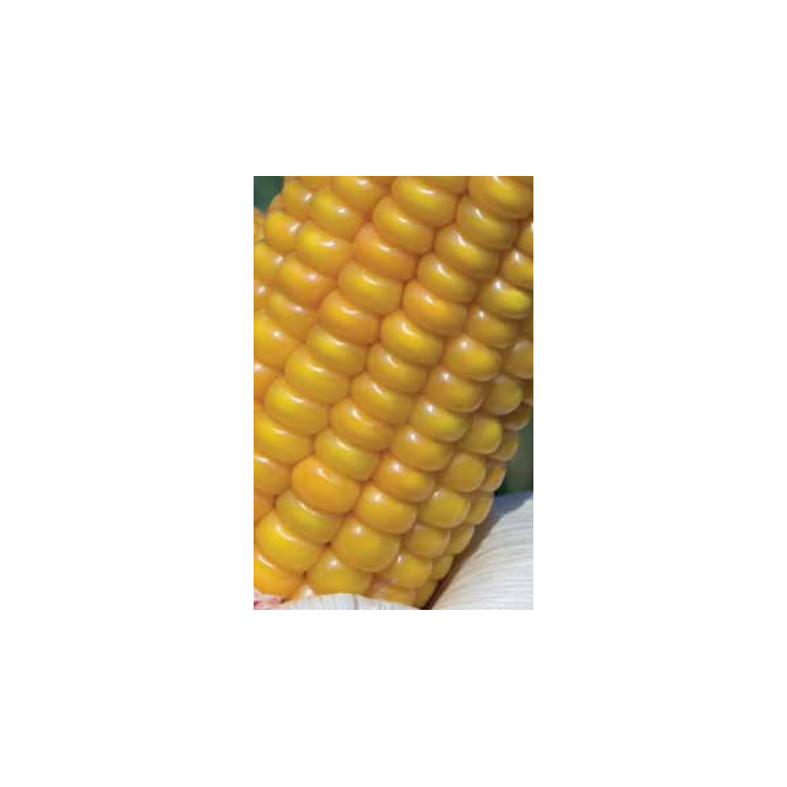 ААЛВИТО / AALVITO