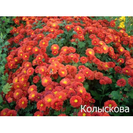 Колискова