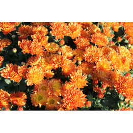 Колобок