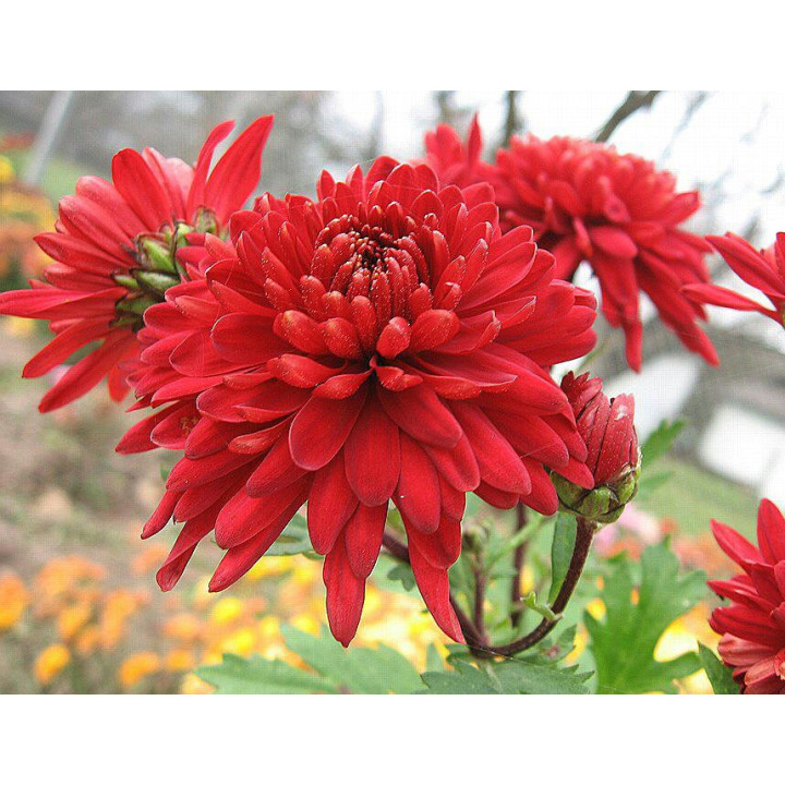 Смуглява красуня