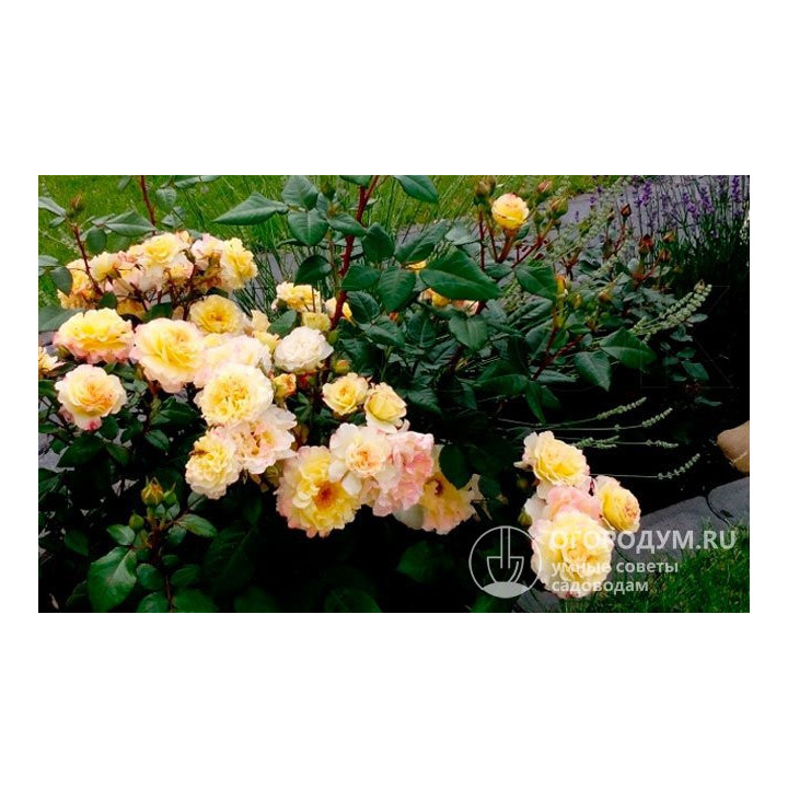 Akvarel Rose Park / Акварель Роуз Парк