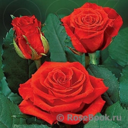 Мерседес