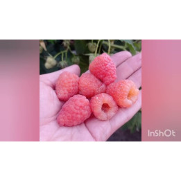 Василинка