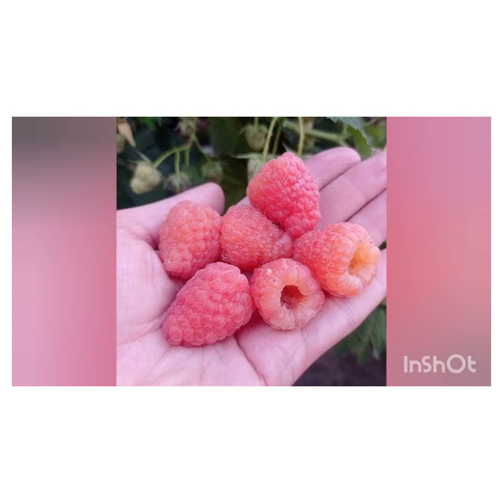 Василинка