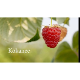 Kokanee / Кокані