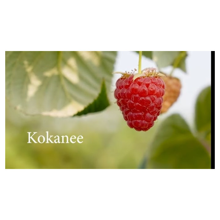 Kokanee / Кокані