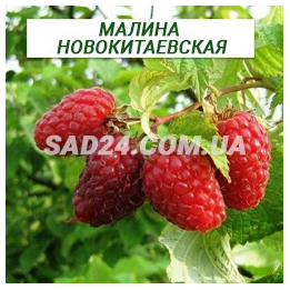 Новокитаевская / Новокитаївська