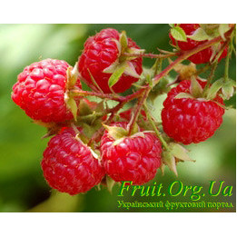 Fruatfri / Фруатфрі