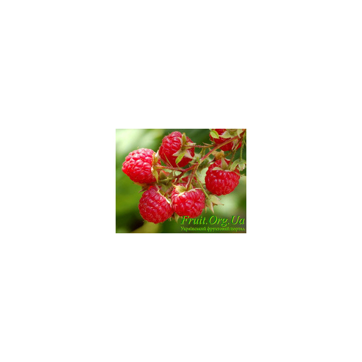 Fruatfri / Фруатфрі