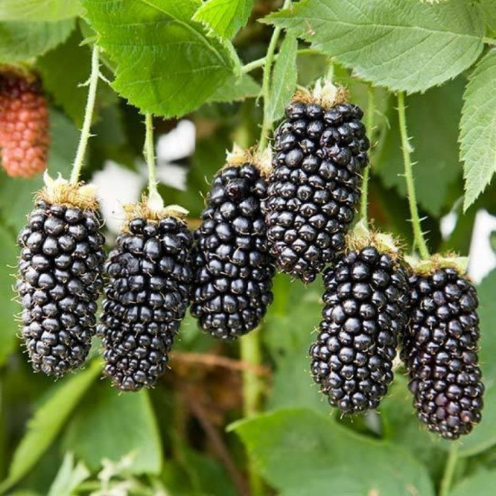 Karaka Black / Карака Блек