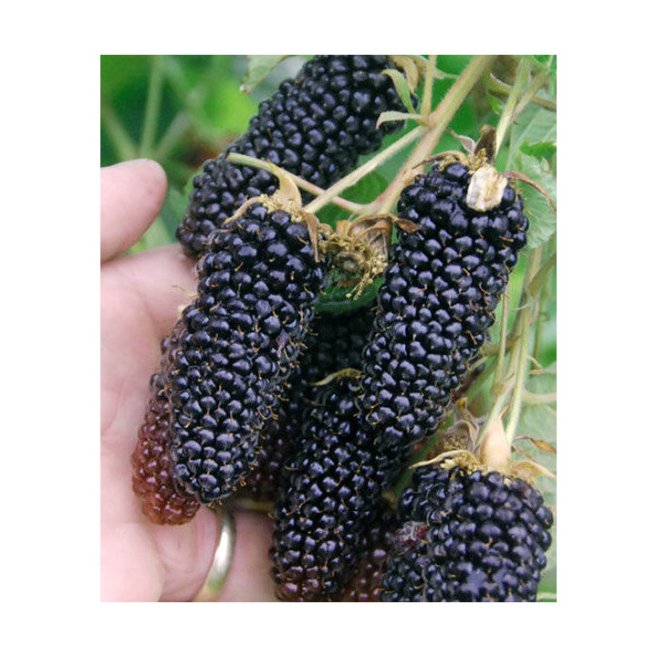 Columbia Giant / Коламбія Джаєнт