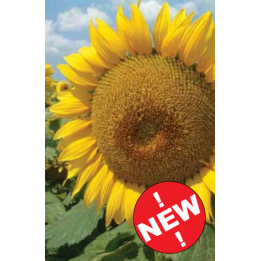 ГОЛДСАН / GOLDSUN