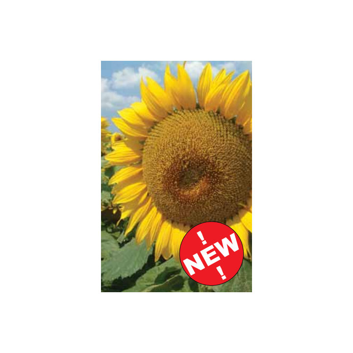 ГОЛДСАН / GOLDSUN