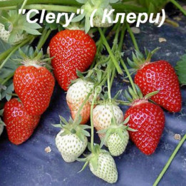 Clery / Клері