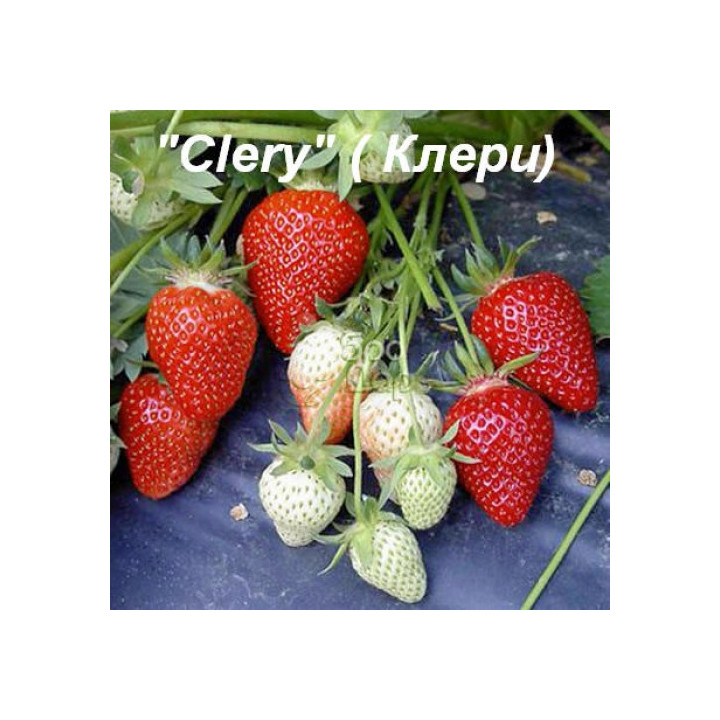 Clery / Клері