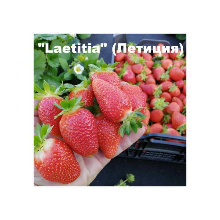 LAETITIA / ЛЕТИЦІЯ