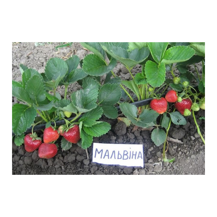 Malwina / Мальвіна
