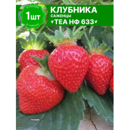NF633 / НФ633