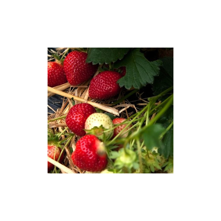 Rubis des Jardins / Рубі де Жардін