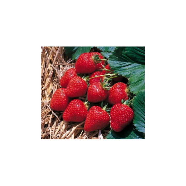 Florence / Флоренс